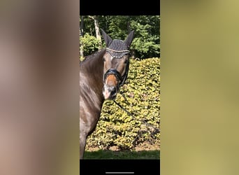 Trakehner, Castrone, 4 Anni, 171 cm, Baio scuro