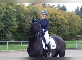 Trakehner, Castrone, 4 Anni, 171 cm, Morello