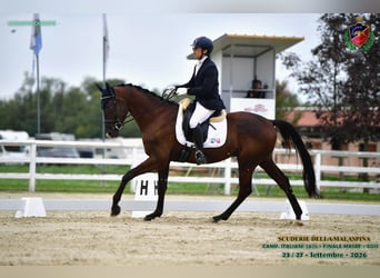 Trakehner, Castrone, 4 Anni, 175 cm, Baio nero