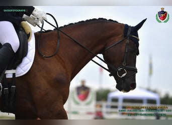 Trakehner, Castrone, 4 Anni, 175 cm, Baio nero