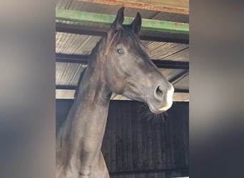 Trakehner, Castrone, 4 Anni, 175 cm, Baio nero