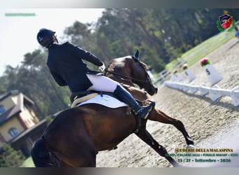 Trakehner, Castrone, 4 Anni, 175 cm, Baio nero