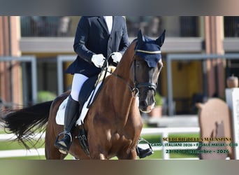 Trakehner, Castrone, 4 Anni, 175 cm, Baio nero
