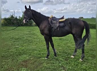 Trakehner, Castrone, 4 Anni, 175 cm, Morello