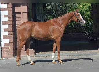Trakehner, Castrone, 4 Anni, 175 cm, Sauro