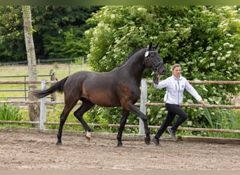 Trakehner, Castrone, 4 Anni, Baio nero