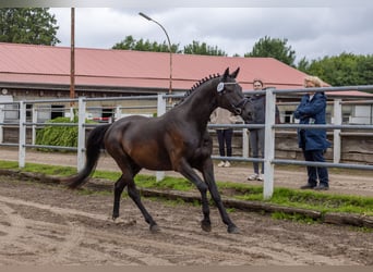 Trakehner, Castrone, 4 Anni, Baio nero