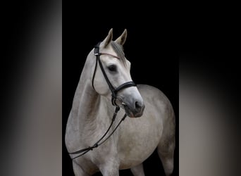 Trakehner, Castrone, 5 Anni, 154 cm, Grigio