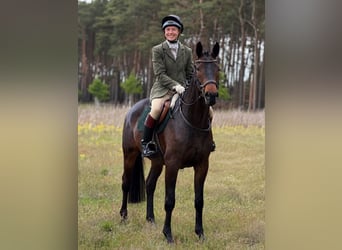 Trakehner, Castrone, 5 Anni, 161 cm, Baio nero