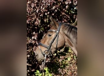 Trakehner, Castrone, 5 Anni, 162 cm, Baio