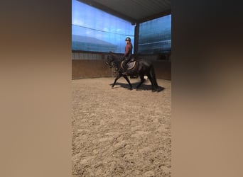 Trakehner, Castrone, 5 Anni, 162 cm, Baio scuro