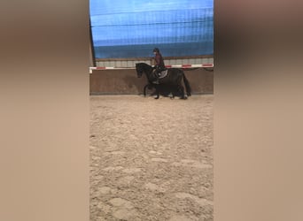 Trakehner, Castrone, 5 Anni, 162 cm, Baio scuro