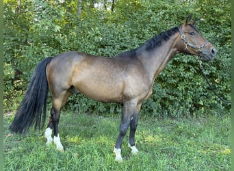 Trakehner, Castrone, 5 Anni, 163 cm, Baio