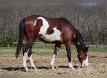 Trakehner, Castrone, 5 Anni, 163 cm, Overo-tutti i colori