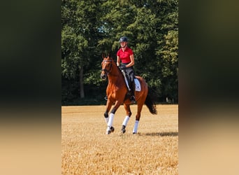 Trakehner, Castrone, 5 Anni, 164 cm, Baio