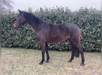 Trakehner, Castrone, 5 Anni, 164 cm, Baio