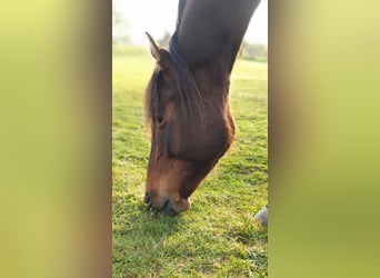 Trakehner, Castrone, 5 Anni, 165 cm, Baio