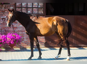 Trakehner, Castrone, 5 Anni, 165 cm, Baio ciliegia