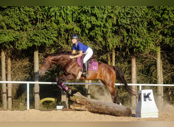 Trakehner, Castrone, 5 Anni, 165 cm, Baio ciliegia