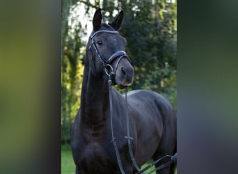 Trakehner, Castrone, 5 Anni, 165 cm, Baio nero