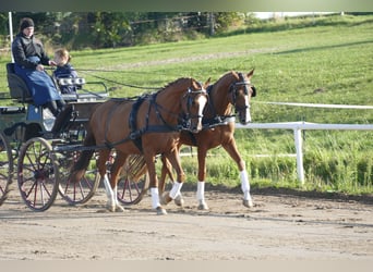 Trakehner, Castrone, 5 Anni, 165 cm, Sauro