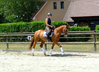 Trakehner, Castrone, 5 Anni, 166 cm, Sauro