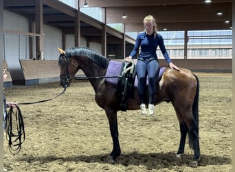 Trakehner, Castrone, 5 Anni, 167 cm, Baio