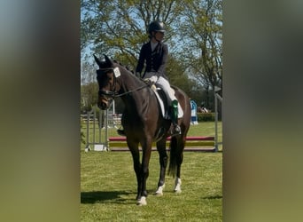 Trakehner, Castrone, 5 Anni, 168 cm, Baio scuro