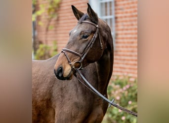 Trakehner, Castrone, 5 Anni, 171 cm, Baio scuro