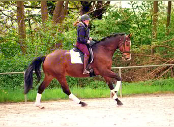Trakehner, Castrone, 5 Anni, 173 cm, Baio scuro
