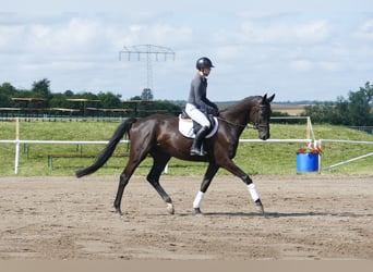 Trakehner, Castrone, 5 Anni, 173 cm, Morello