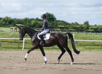Trakehner, Castrone, 5 Anni, 173 cm, Morello