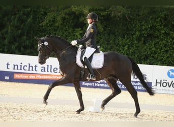 Trakehner, Castrone, 5 Anni, 174 cm, Morello