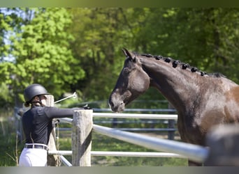 Trakehner, Castrone, 5 Anni, 176 cm, Baio nero