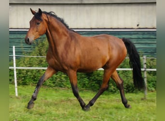 Trakehner, Castrone, 5 Anni, Baio