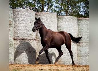 Trakehner, Castrone, 5 Anni, Baio nero