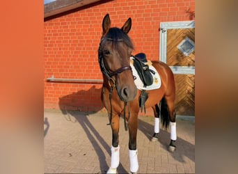 Trakehner, Castrone, 6 Anni, 161 cm, Baio scuro