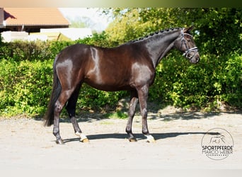 Trakehner, Castrone, 6 Anni, 164 cm, Morello