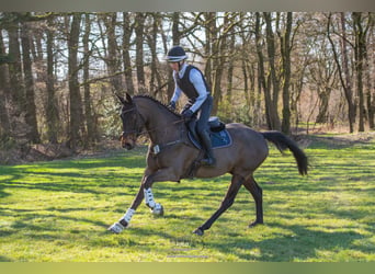 Trakehner, Castrone, 6 Anni, 165 cm, Baio scuro