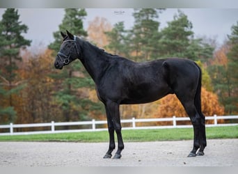 Trakehner, Castrone, 6 Anni, 166 cm, Baio nero