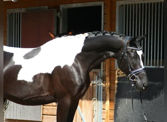 Trakehner, Castrone, 6 Anni, 166 cm