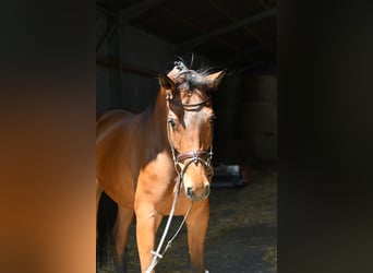 Trakehner, Castrone, 6 Anni, 167 cm, Baio