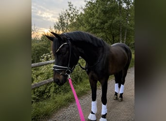 Trakehner, Castrone, 6 Anni, 167 cm, Baio scuro