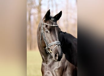 Trakehner, Castrone, 6 Anni, 173 cm, Baio nero