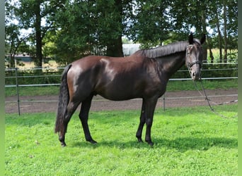 Trakehner, Castrone, 6 Anni, 173 cm, Baio nero