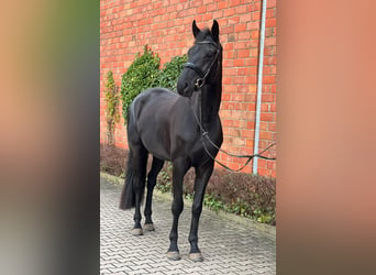 Trakehner, Castrone, 6 Anni, 173 cm, Baio nero