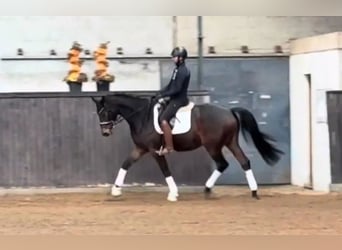 Trakehner, Castrone, 6 Anni, 174 cm, Baio