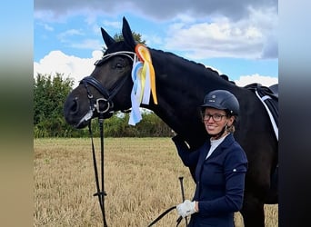 Trakehner, Castrone, 6 Anni, 174 cm, Baio nero