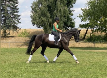 Trakehner, Castrone, 6 Anni, 175 cm, Morello