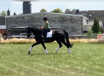 Trakehner, Castrone, 6 Anni, 175 cm, Morello